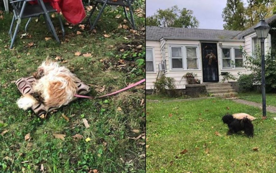 Neighbors concerned about two possibly neglected dogs in Kokomo